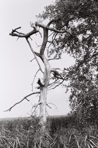 Baum I.jpg
