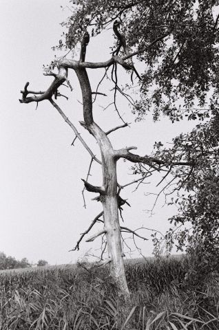 Baum II.jpg