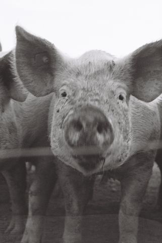 Schwein I.jpg