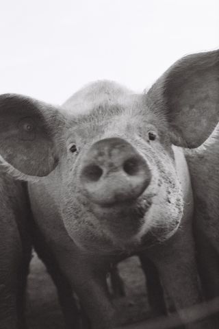Schwein II.jpg