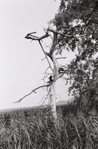 Baum III.jpg